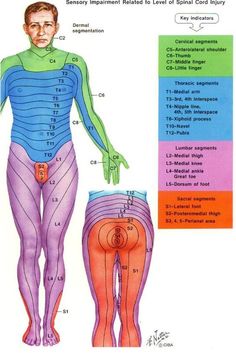 Physical Therapy Student, Medical Anatomy, Nursing Tips, Nursing Notes, Nursing Education, Body Anatomy