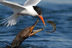 a white bird with an orange beak is holding a fish in it's mouth