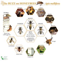 the buzzs on honeybeees apis melliena are different from other bees