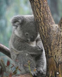 a koala bear sitting on top of a tree branch