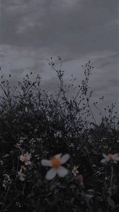 the sky is dark and cloudy with some flowers growing in front of it on top of grass