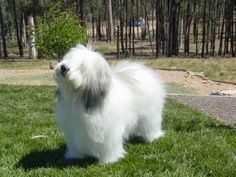 a white dog standing on top of a lush green field