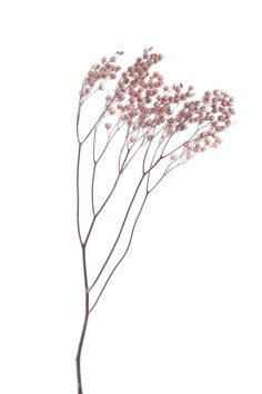 some pink flowers are in a vase on a white background