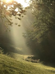 the sun is shining through the trees in the forest