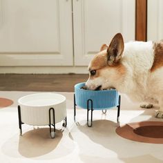 a small dog eating out of a blue bowl