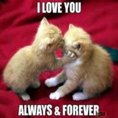 The 100 Best 'I Love You' Memes That Are Cute, Funny & Romantic All At The Same Time Love You Meme, Funny Animal Quotes, Funny Animal Memes, Cute Animal Pictures, Grumpy Cat, Funny Love, Animal Quotes, Funny Animal Pictures, Friends Funny