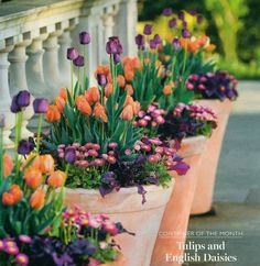 three flower pots with purple and orange flowers in them