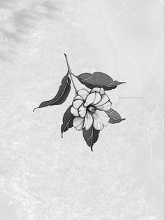 a black and white photo of flowers with leaves on it's back side, against a light gray background