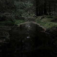 a stream running through a lush green forest