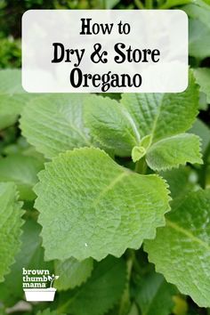 How to Dry and Store Oregano Dry Oregano, Oregano Recipes, Asparagus Pasta Salad, Roasted Rainbow Carrots, Homemade Taco Seasoning Mix, Vegetable Harvest, Rainbow Carrots, Asparagus Pasta, Herbal Healing