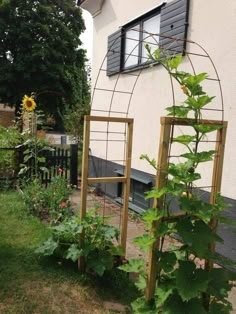 an outdoor garden with sunflowers and trellis in the foreground, next to a house