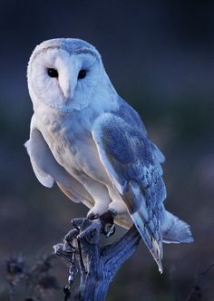 an owl sitting on top of a tree branch