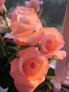 three peach colored roses in a vase on a window sill with the sun shining through