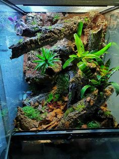 an aquarium filled with plants and rocks