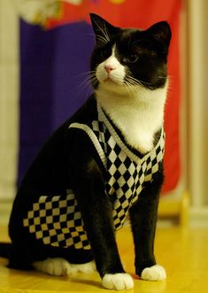 a black and white cat sitting on top of a wooden floor next to a flag