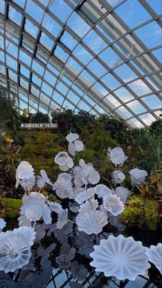 some white flowers are in the water under a glass roof at gardens by the bay