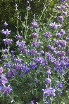 purple flowers are blooming in the garden