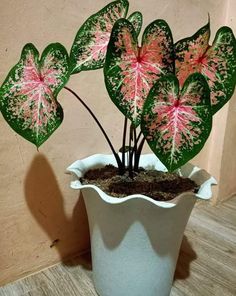 a potted plant with pink and green leaves