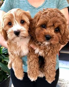 two small dogs standing next to each other in front of a woman's face