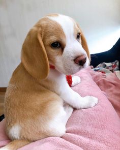 a puppy is sitting on a pink blanket