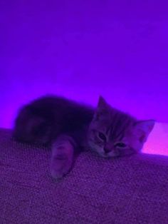 a cat laying on top of a couch under a purple light