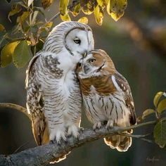 two owls sitting on top of a tree branch