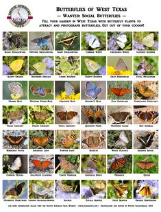 the butterflies of the 120 wildlife preserve are shown in this poster, which shows them all different