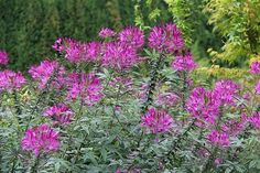 purple flowers are blooming in the garden