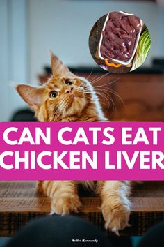 an orange cat sitting on top of a wooden table next to a pink sign that says can cats eat chicken livers?