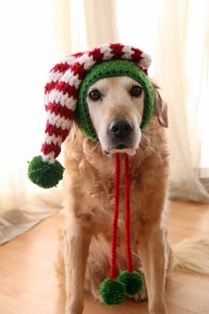 a brown dog wearing a green and red knitted hat with pom poms