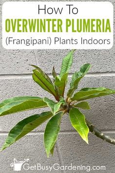 a close up of a plant with the words how to overwint plumria frangan plants indoors