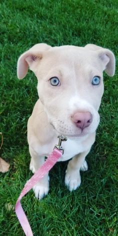 a white dog with blue eyes is sitting in the grass and has a pink leash