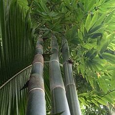 several bamboo trees with green leaves on the top and one tree in the bottom right corner