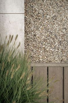 a cat sitting on top of a wooden bench next to a plant and stone wall