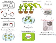 the diagram shows how plants grow in water and what they can do to help them