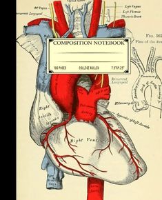 an illustration of the heart and its major vessels