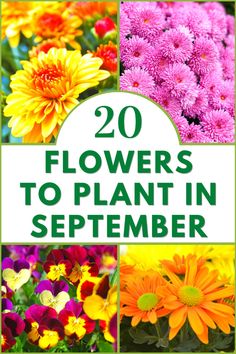 flowers to plant in the garden with text overlay that reads 20 flowers to plant in september