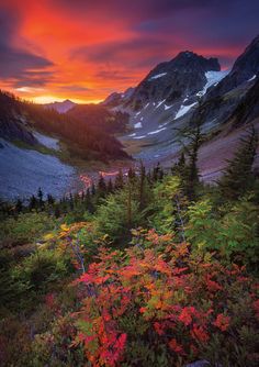 the sun is setting in the mountains above some trees and bushes with colorful leaves on them