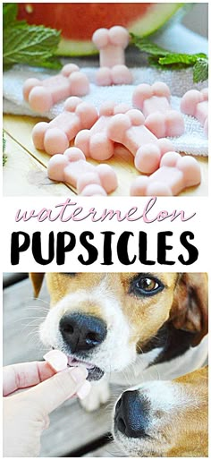 a dog is chewing on some pink marshmallows with the caption, watermelon puppies