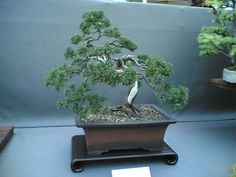 a bonsai tree is displayed on a table