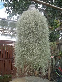 a very tall plant in the middle of a yard next to a fence and bicycle