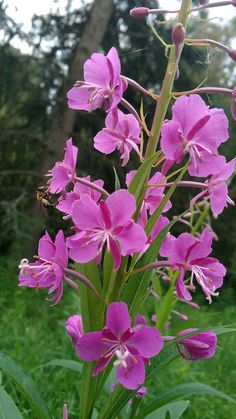 purple flowers are blooming in the grass