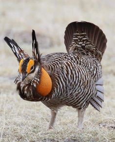 a brown and white bird with an orange patch on it's head