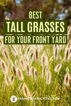 tall grass with the words best tall grasses for your front yard in green and white