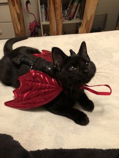 a black cat laying on top of a bed wearing a red angel wings costume and looking at the camera