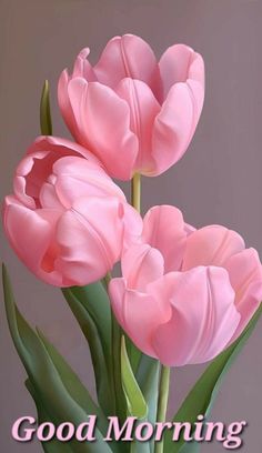 three pink tulips in a vase with the words good morning