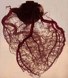 an image of a human heart with blood vessels attached to it and the caption reads, blood vessels in the human heart