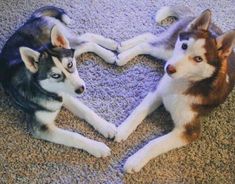 two husky dogs laying on the floor in front of a heart shaped frame with their eyes open