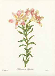 Delicate floral illustration of the Alstroemeria Pelegrina (or peregrina as it is sometimes known). This lovely pink flower poster is a reproduction of a painting by famous 19th century French naturalist Pierre-Joseph Redouté.  This lovely piece of vintage botanical art comes from a luxury 1986 edition of Redouté's flowers and fruits, printed on thick art paper. The page is printed with the French name of the flower at the bottom of the page.  This pink and white vintage tropical flower print wo Pink Alstroemeria, Vintage Floral Decor, Peruvian Lily, Peruvian Lilies, Vintage Tropical, Flower Poster, French Country Decor, Illustration Botanique, Fruit Illustration