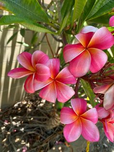 pink flowers are blooming in the garden